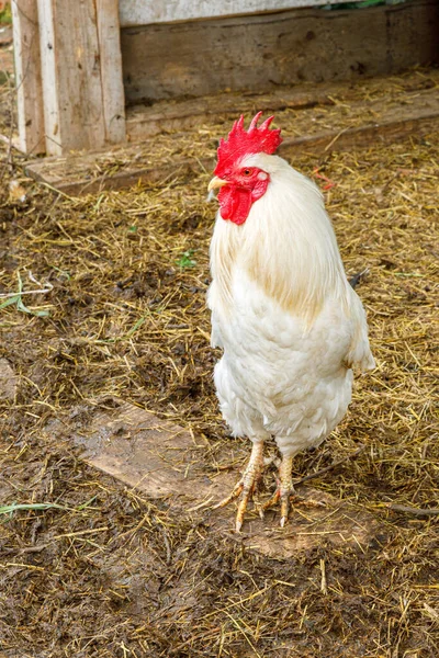 Pollo Campo Libre Granja Animales Orgánicos Pastando Libremente Patio Fondo —  Fotos de Stock