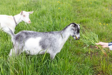 Çayır arka planda otlayan organik doğal eko hayvan çiftliğinde tatlı bir keçi çiftliği. Evcil keçi otlakta otluyor. Modern hayvan çiftliği, ekolojik tarım. Hayvan Hakları
