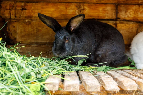 Liten Utfodring Svart Kanin Tugga Gräs Kanin Hutch Djur Gård — Stockfoto