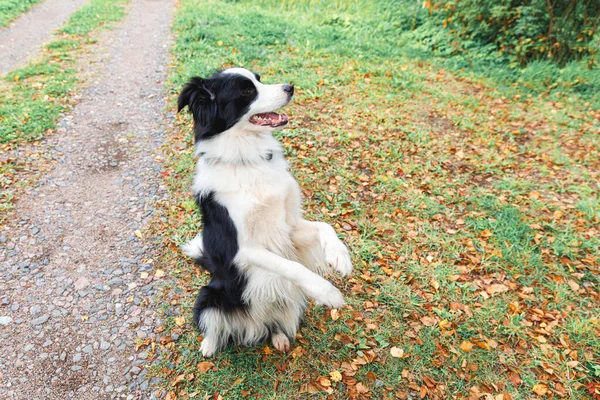 Divertente Cane Cucciolo Confine Collie Giocare Saltando Foglie Asciutte Caduta — Foto Stock