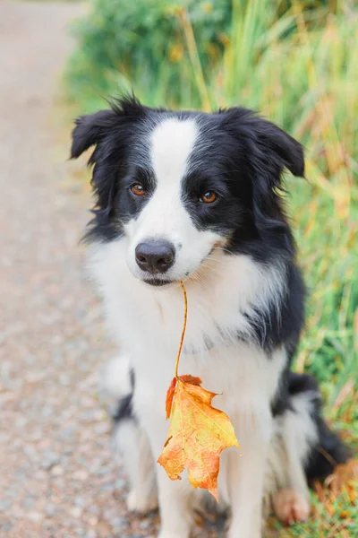 Divertente Collie Bordo Cane Cucciolo Con Foglia Acero Arancione Caduta — Foto Stock