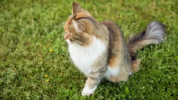 Arrogante doméstico de cabelos curtos engraçado tabby gato foge através de fundo fresco grama verde prado. Gatinho caminha ao ar livre no quintal do jardim no dia de verão. Cuidados com animais de estimação conceito de saúde e animais. — Vídeo de Stock