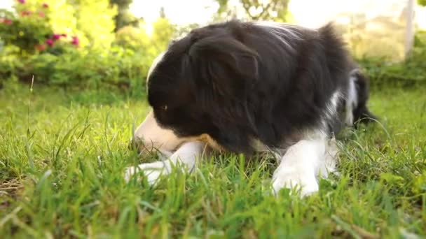 풀밭 배경에 누워 있는 귀여운 강아지 국경 콜렛의 실외 사진. 야외에서 화창 한 여름날웃긴 얼굴을 한 작은 개. 애완 동물을 돌보고 재미있는 동물 생활 개념 — 비디오