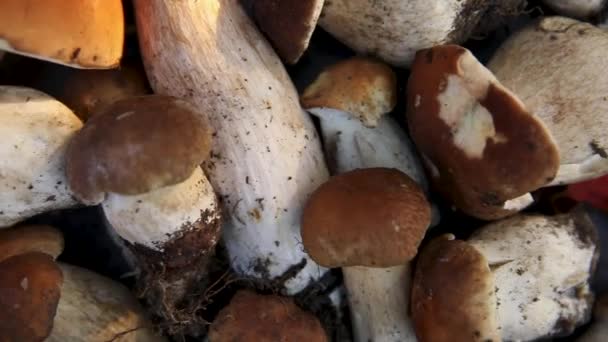 Осінній склад. Грубі їстівні гриби Penny Bun на темному кам'яному сланці. Переходить через сірий стіл. Приготування смачних органічних грибів. Вигляд зверху. — стокове відео
