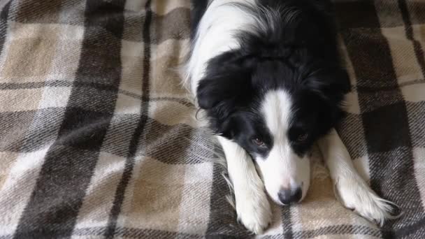 Cachorro engraçado fronteira cão collie deitado no sofá com xadrez dentro de casa. Pequeno cão de estimação em casa mantendo-se aquecido com cobertor no outono frio inverno clima outono. Animal de estimação conceito de vida. — Vídeo de Stock