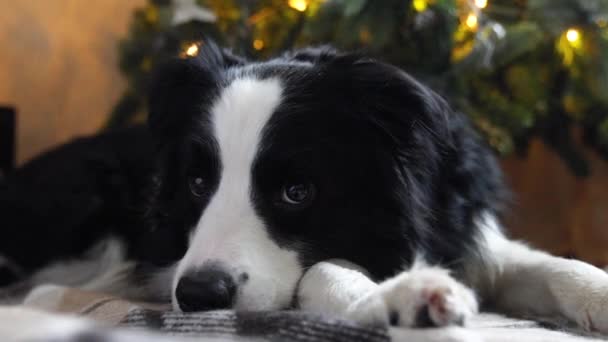 Divertente ritratto di simpatico cane cucciolo confine collie vicino all'albero di Natale a casa all'interno. Preparazione per le vacanze. Buon Natale concetto Buon Natale. — Video Stock