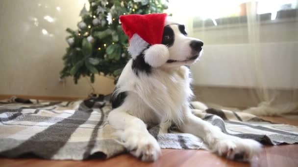 Divertido retrato de lindo perro collie frontera con el vestido de Navidad rojo Santa Claus sombrero cerca del árbol de Navidad en casa interior fondo. Preparación para las vacaciones. Feliz concepto de Feliz Navidad. — Vídeos de Stock