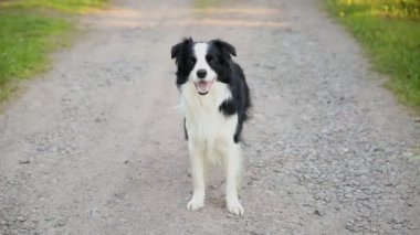 Parkın arka planında gülümseyen köpek yavrusu çoban köpeğinin açık hava portresi. Açık havada güneşli bir yaz gününde komik suratlı küçük bir köpek. Hayvan bakımı ve komik hayvan yaşam konsepti.