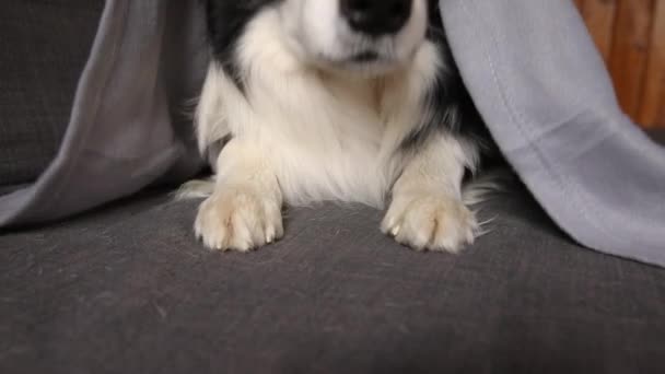面白い子犬の犬の境界線の横にソファの上に屋内でプレイ横たわっている。寒い秋の冬の天候で毛布の下に暖かく隠れている家で小さなペット犬。ペット動物の生活巨大な気分の概念. — ストック動画