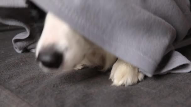 Забавный щенок на границе колли лежит на диване под клеткой дома в помещении. Собачий нос торчит из-под пледа близко. Собака укрывается под одеялом в холодную осень зимой. — стоковое видео