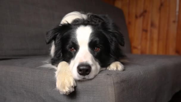 Grappig schattig puppy border collie liggend op de bank thuis binnen. Huisdier hond rustend klaar om te slapen op een gezellige bank. Dierenverzorging en dierenwelzijn. — Stockvideo