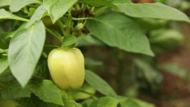 Garten- und Landwirtschaftskonzept. Landarbeiterinnen ernten gelben frischen, reifen Bio-Paprika im Garten. Vegane vegetarische Eigenproduktion von Lebensmitteln. Frau pflückt Paprika. — Stockvideo