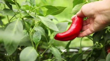 Bahçıvanlık ve tarım kavramı. Kadın çiftlik işçisi el, bahçede taze kırmızı organik dolmalık biber hasat ediyor. Vejetaryen ev yapımı gıda üretimi. Kırmızı biber toplayan kadın..