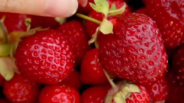 Mujer mano tomando fruta roja madura fresa macro extrema de cerca. Baya roja de verano de temporada. Montón de fresas frescas. Postre orgánico saludable, concepto de comida vegana. — Vídeo de stock