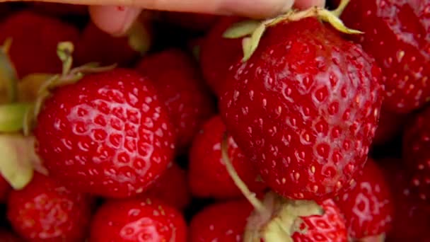 Vrouw hand zetten plaatsing rijp rood fruit aardbei macro extreme close-up. Seizoensgebonden rode zomerbes. Stapel verse aardbeien. Gezond biologisch dessert, veganistisch voedselconcept. — Stockvideo