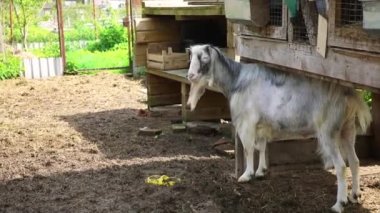 Modern hayvan çiftliği. Yaz günü çiftlikte rahatlayan sevimli, komik keçi. Çiftlik arka planında otlayan yerli keçi. Keçi doğal eko çiftliğinde. Ekolojik tarım.