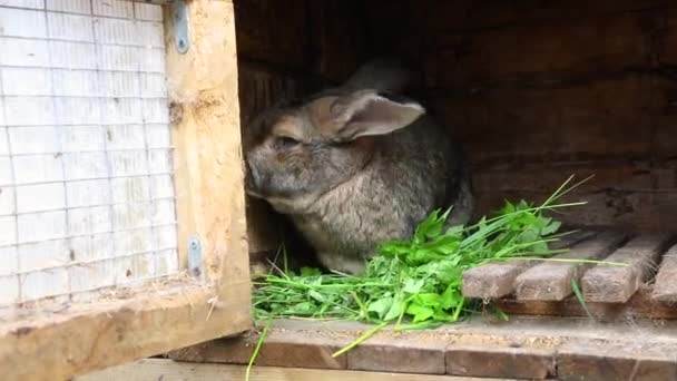 Маленький кормящий коричневый кролик жует траву в кроличьей клетке на животноводческой ферме, на заднем плане сарая. Кролик в клетке на натуральной эко-ферме. Современная концепция животноводства и экологического земледелия. — стоковое видео