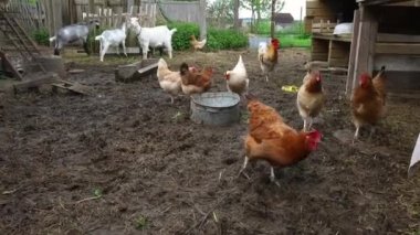 Organik hayvan çiftliğinde çiftlik arka bahçesinde özgürce otlayan bir tavuk. Tavuk tavukları doğal eko çiftliğinde otlar. Modern hayvan çiftliği ve ekolojik tarım. Hayvan hakları kavramı.
