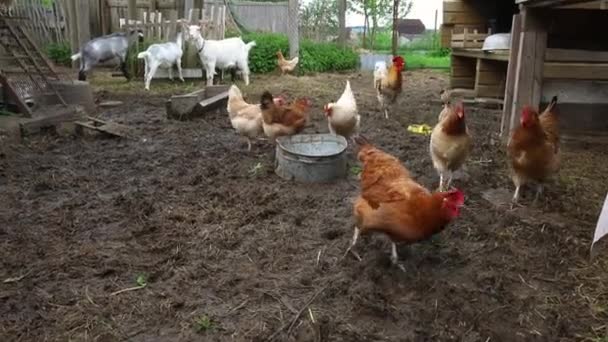 Free range chicken on organic animal farm freely grazing in yard on ranch background. Hen chickens graze on natural eco farm. Modern animal livestock and ecological farming. Animal rights concept. — Stock Video