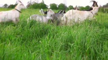 Çayır arka planda otlayan organik doğal eko hayvan çiftliğinde tatlı bir keçi çiftliği. Evcil keçi otlakta otluyor. Modern hayvan çiftliği, ekolojik tarım. Hayvan Hakları.
