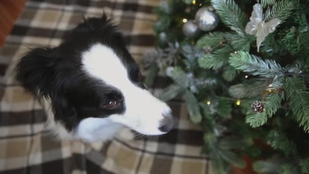 Morsomt portrett av en søt valp-grensecollie nær juletreet hjemme. Forberedelser til ferie. God jul-konseptet. – stockvideo