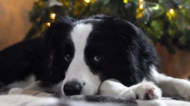 Evdeki Noel ağacının yanında şirin köpek yavrusu çoban köpeğinin komik portresi. Tatil için hazırlık. Mutlu Noeller konsepti.