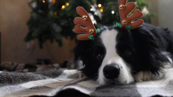 Morsomt portrett av en søt valp-grensehund med hjortehorn i hatten ved juletreet hjemme. Forberedelser til ferie. God jul-konseptet. – stockvideo