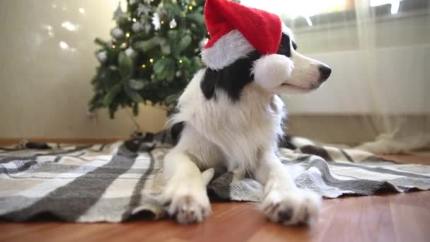 Divertido retrato de lindo perro collie frontera con el vestido de Navidad rojo Santa Claus sombrero cerca del árbol de Navidad en casa interior fondo. Preparación para las vacaciones. Feliz concepto de Feliz Navidad. — Vídeos de Stock