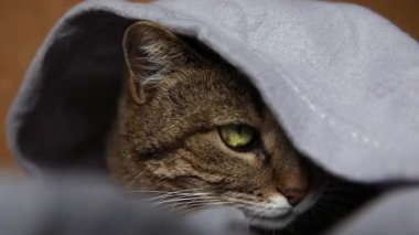 Komik küstah yerli tekir kedi, kareli kanepenin altında yatıyor. Yavru kedi soğuk sonbahar kış havasında battaniyenin altında saklanarak evde dinleniyor. Hayvan hayatı. Ruh hali konsepti..