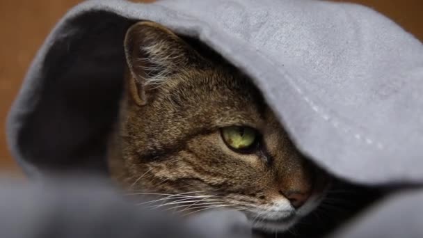 面白い傲慢な国内のタクシー猫ソファの上に屋内でプレイ下に横たわっている。寒い秋の冬の天候で毛布の下に暖かく隠れている家で休んで子猫。ペット動物の生活巨大な気分の概念. — ストック動画