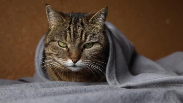 Divertido arrogante gato doméstico tabby acostado en el sofá bajo cuadros en el interior. Gatito descansando en casa manteniendo el calor escondido debajo de la manta en el frío otoño otoño invierno. Animales de compañía vida Hygge concepto de estado de ánimo. — Vídeos de Stock