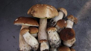 Sonbahar sonbahar kompozisyonu. Yenebilir çiğ mantarlar Penny Bun koyu siyah taştan bir arka planda. Gri masada ağlar. Lezzetli organik mantar gurmesi pişirmek. Düz yatış, üst görünüm