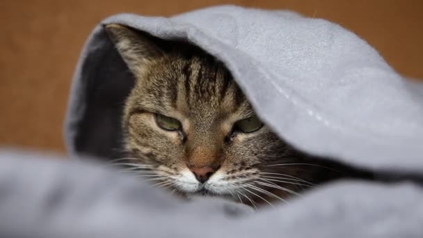 Komik küstah yerli tekir kedi, kareli kanepenin altında yatıyor. Yavru kedi soğuk sonbahar kış havasında battaniyenin altında saklanarak evde dinleniyor. Hayvan hayatı. Ruh hali konsepti.. — Stok video
