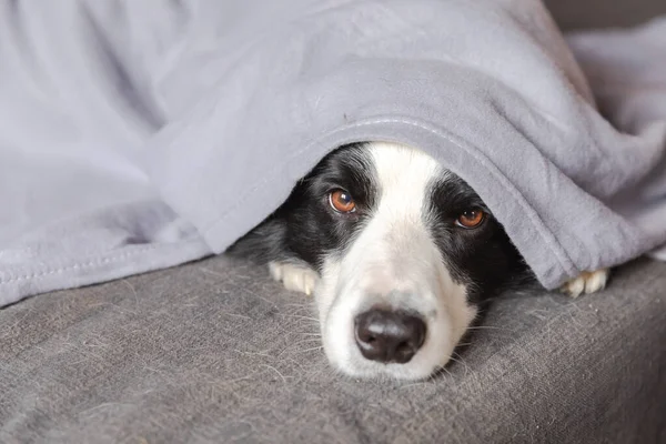 Grappige Puppy Hondenrand Collie Liggend Bank Onder Ruit Binnen Kleine — Stockfoto