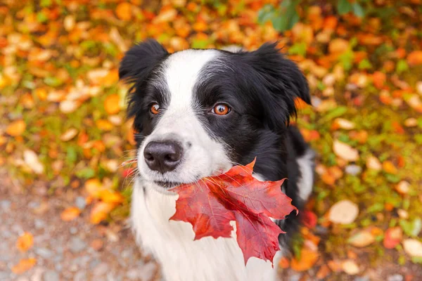 Divertente Collie Bordo Cane Cucciolo Con Foglia Acero Arancione Caduta — Foto Stock