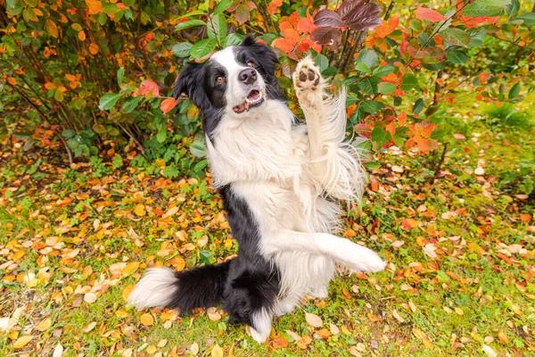 Grappig Glimlachende Puppy Rand Collie Spelen Springen Herfst Kleurrijke Gebladerte — Stockfoto
