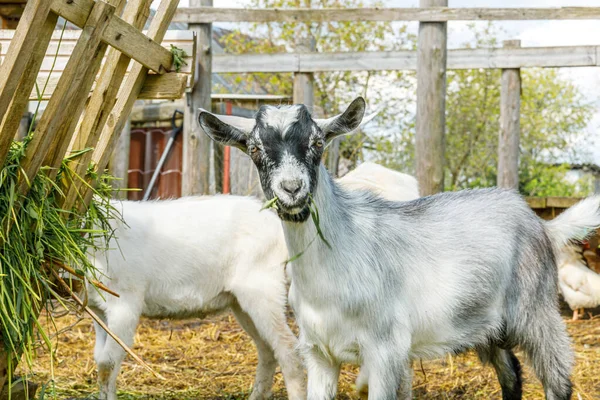 Moderna Djur Boskap Söt Get Avkopplande Gården Sommaren Dag Husdjur — Stockfoto