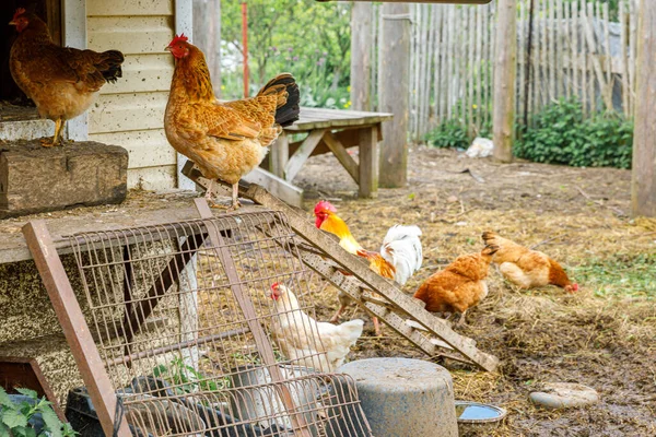 牧場を背景に庭で自由に放牧有機動物農場で無料の範囲の鶏 自然生態農場で鶏の放牧編 現代の動物家畜や生態農業 動物権の概念 — ストック写真