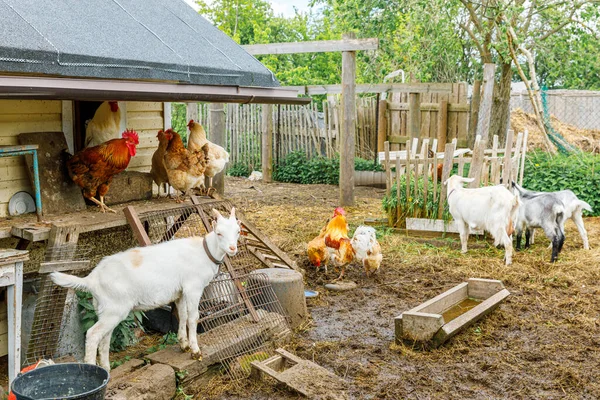 Козел Курица Свободного Действия Органической Животноводческой Ферме Свободно Пасутся Дворе — стоковое фото