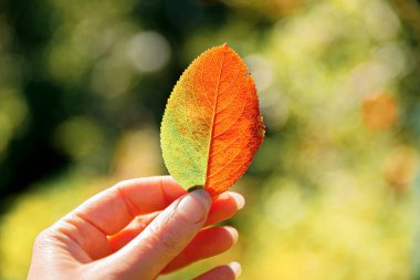 Yakın mesafeden doğal sonbahar manzaralı kadın elleri koyu renk park arka planında kırmızı turuncu yaprak tutuyor. İlham verici doğa Ekim ya da Eylül duvar kağıdı. Mevsimlerin değişimi konsepti