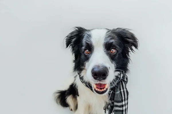 白い背景に隔離された首の周りに暖かい服のスカーフを身に着けている面白いかわいい子犬犬の国境のコリー 冬または秋の犬の肖像画 こんにちは秋です 巨大な気分冷たい天気の概念 — ストック写真