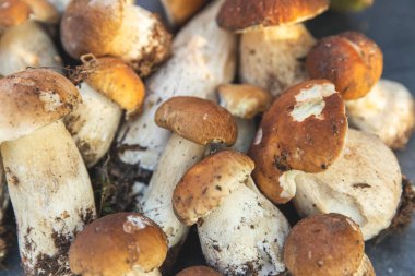 Sonbahar sonbahar kompozisyonu. Yenebilir çiğ mantarlar Penny Bun koyu siyah taştan bir arka planda. Gri masada ağlar. Lezzetli organik mantar gurmesi pişirmek. Düz üst görünüm