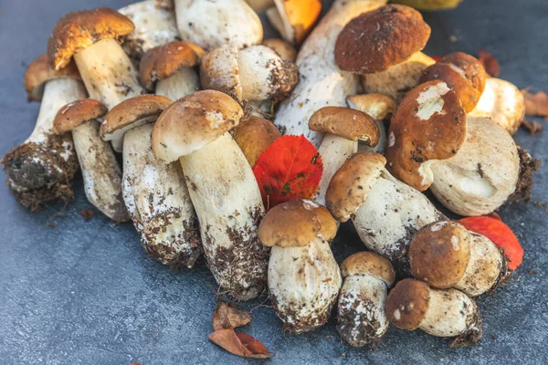秋天的作文 生食用菌Penny Bun 黑色石页岩背景 被灰色的桌子撞倒了烹调美味的有机蘑菇美食 平面放置顶部视图 — 图库照片