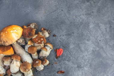 Sonbahar sonbahar kompozisyonu. Yenebilir çiğ mantarlar Penny Bun koyu siyah taştan bir arka planda. Gri masada ağlar. Lezzetli organik mantar gurmesi pişirmek. Düz görünüm kopyalama alanı