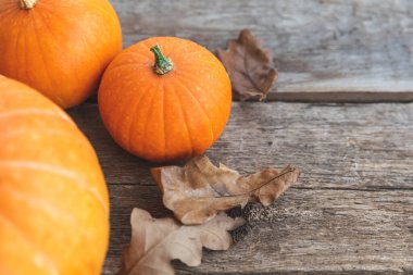 Sonbahar Arkaplanı. Doğal sonbahar sonbahar manzaralı balkabakları ahşap arka planda. İlham verici Ekim ya da Eylül duvar kağıdı. Mevsimlerin değişimi olgun organik gıda konsepti. Cadılar Bayramı partisi Şükran Günü