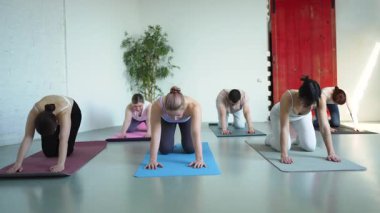 Yoga sınıfı pilates egzersizi. Bir grup sporcu, yoga sağIık meditasyonu için stüdyo sınıfında egzersiz yapıyor. Spor salonunda yoga yapan erkek antrenörler. Spor salonunda esneme hareketleri yapan kadınlar.