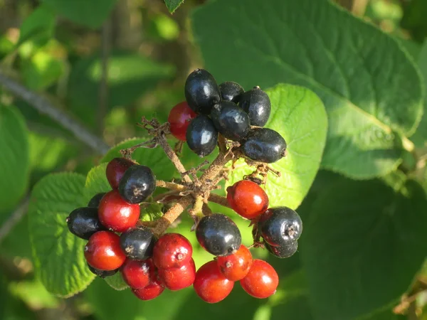 Bicolour ornamental berries — Stock Photo, Image