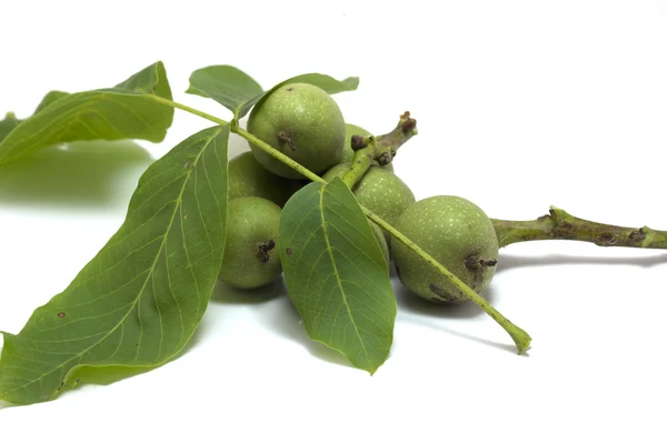 Nozes pequenas para nocino — Fotografia de Stock