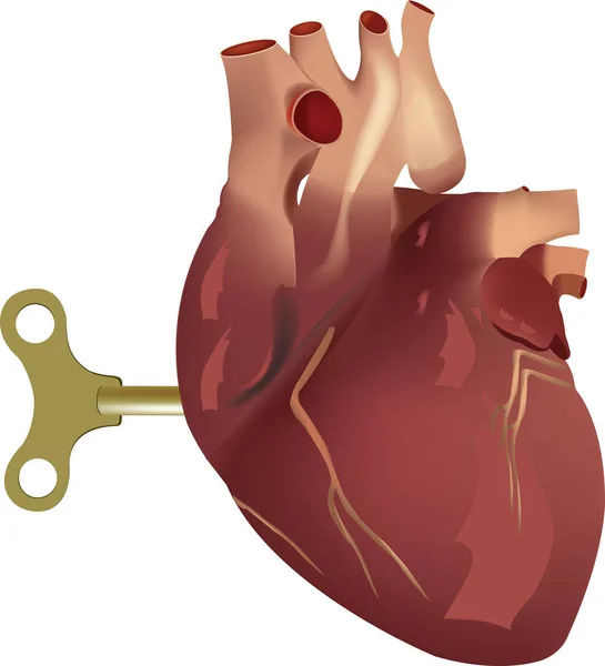 Heart Human Organ Key Charging — Stock Vector