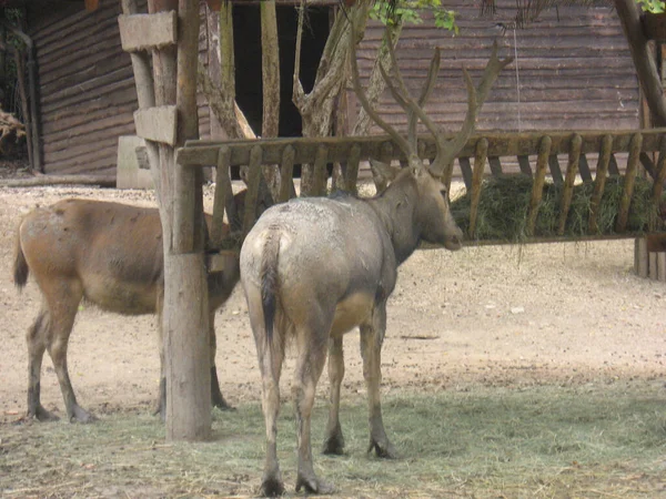 维罗纳动物园的反刍动物鹿 — 图库照片